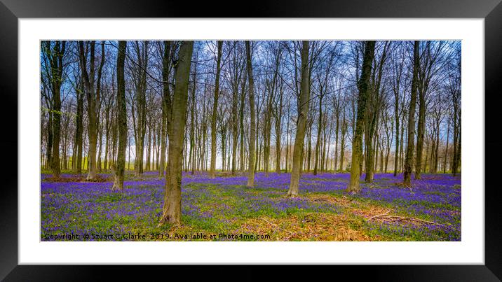 Bluebell Woods, West Sussex Framed Mounted Print by Stuart C Clarke