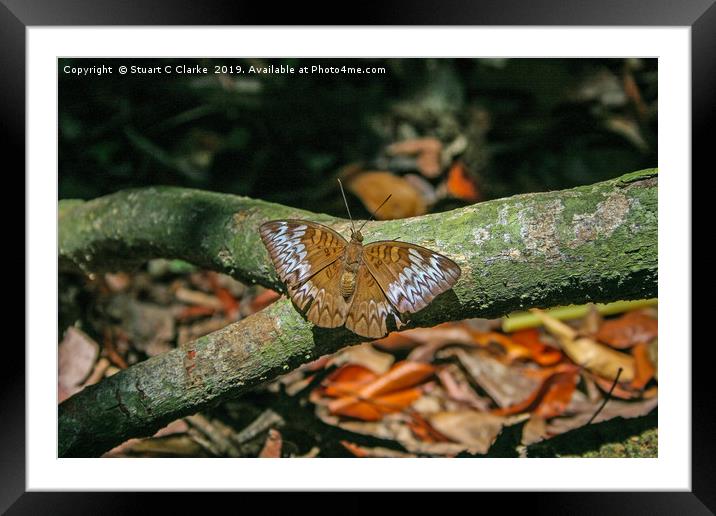 Malay Viscount butterfly Framed Mounted Print by Stuart C Clarke