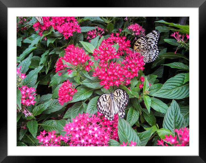 Mangrove Tree Nymph butterfly Framed Mounted Print by Stuart C Clarke