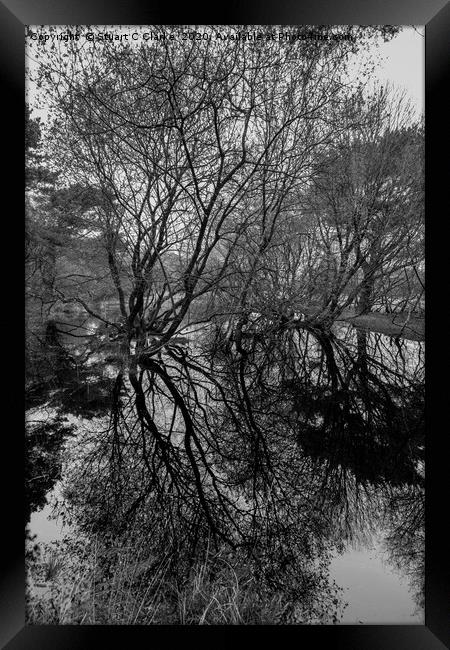 Tree reflections in a pond Framed Print by Stuart C Clarke