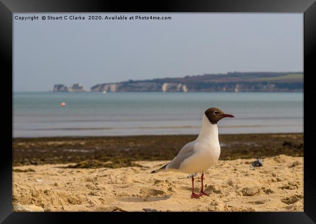 The Gull Framed Print by Stuart C Clarke