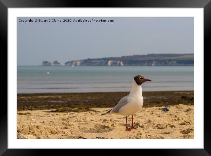 The Gull Framed Mounted Print by Stuart C Clarke