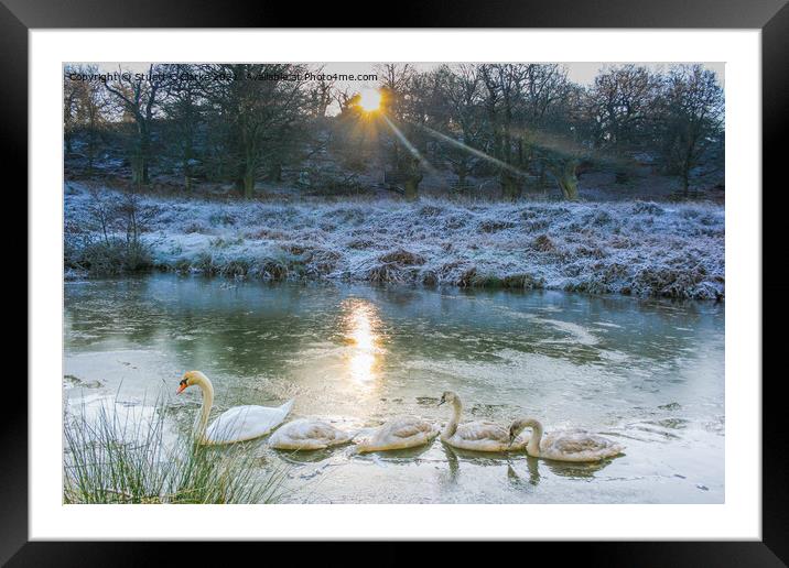 Swans at Bradgate Country Park Framed Mounted Print by Stuart C Clarke