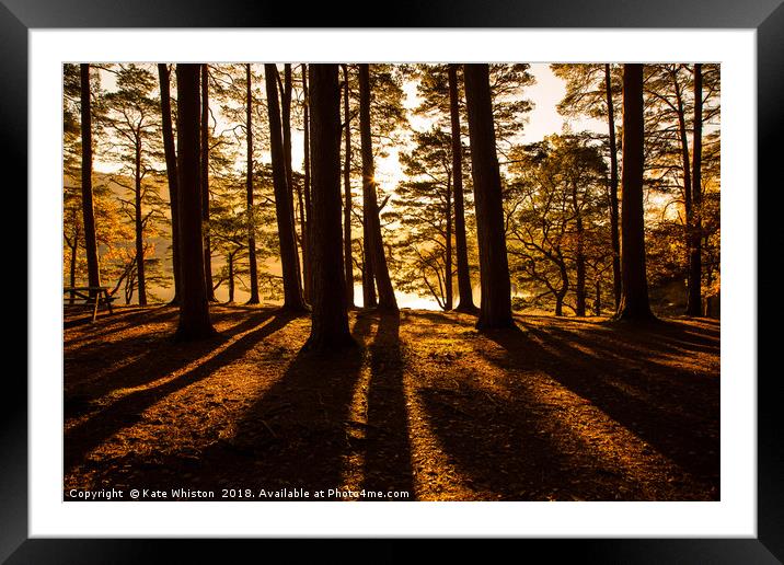 Sunlight Through The Pines Framed Mounted Print by Kate Whiston
