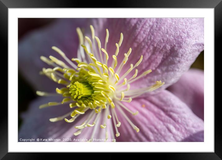 Pink Clematis Framed Mounted Print by Kate Whiston