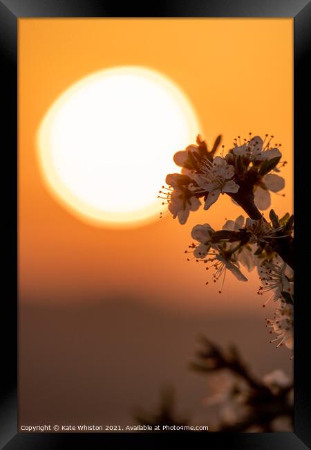 May Blossom at Sunrise Framed Print by Kate Whiston