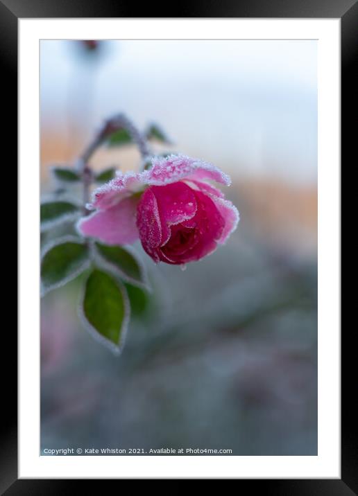 Winter Rose Framed Mounted Print by Kate Whiston