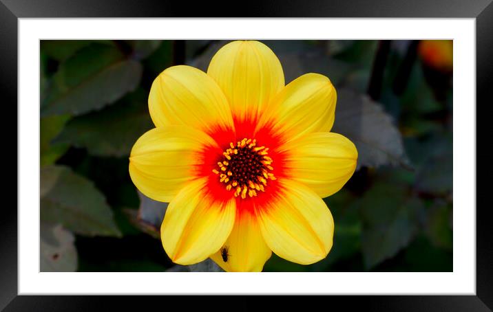 bright flower Framed Mounted Print by Rachael Smith