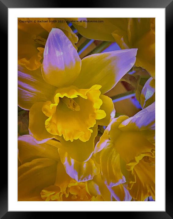 yellow flower Framed Mounted Print by Rachael Smith