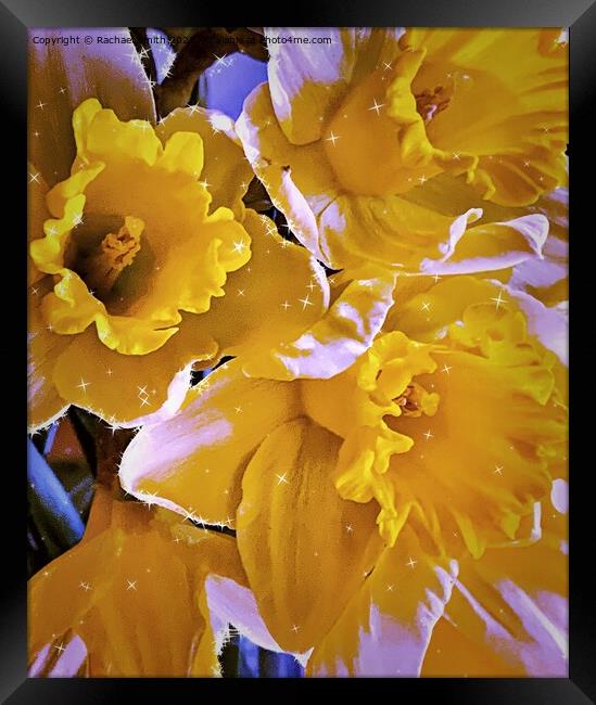 Daffodils 🌼  Framed Print by Rachael Smith