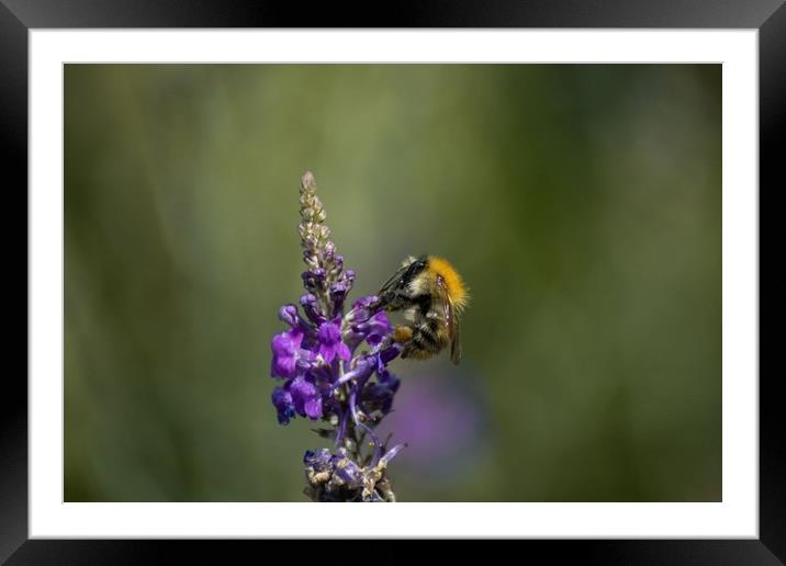 Bumblebee  Framed Mounted Print by Gabriella Dooey
