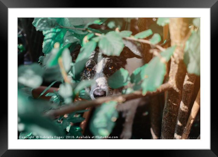 Stealth Mode Framed Mounted Print by Gabriella Dooey