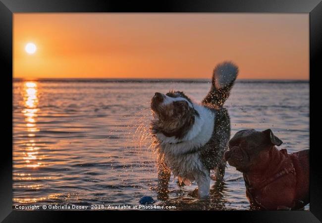 Sunset Pups Framed Print by Gabriella Dooey