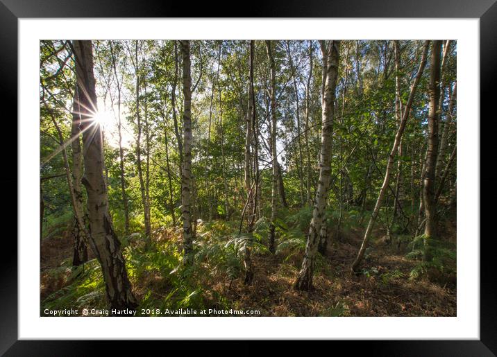 An evening in my local woods Framed Mounted Print by Craig Hartley