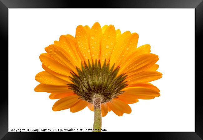 Orange Gerbera Flower alternative view Framed Print by Craig Hartley
