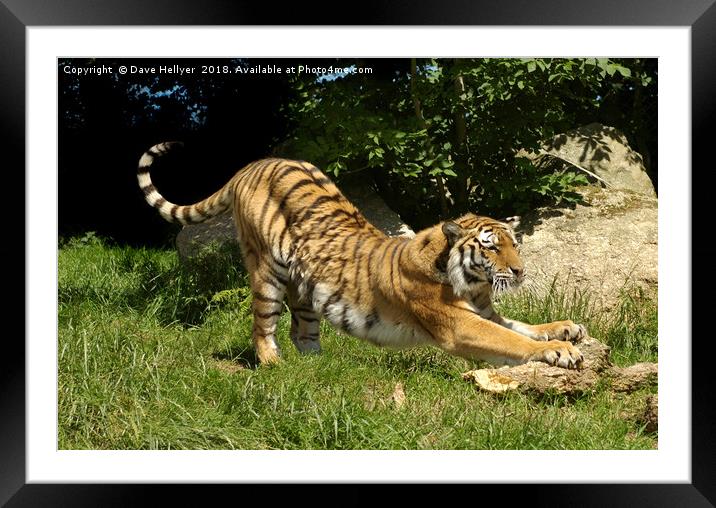 SHARPENING CLAWS Framed Mounted Print by Dave Hellyer