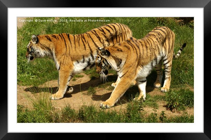 STROLLING TIGERS Framed Mounted Print by Dave Hellyer