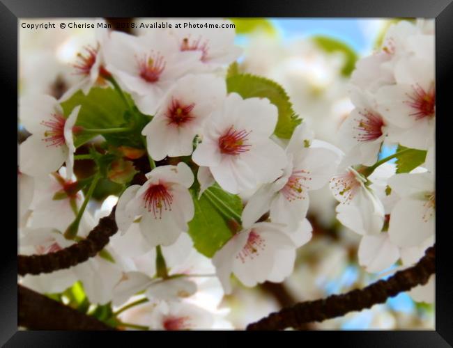 Cherry Blossom Tree Framed Photo Print Framed Print by Cherise Man