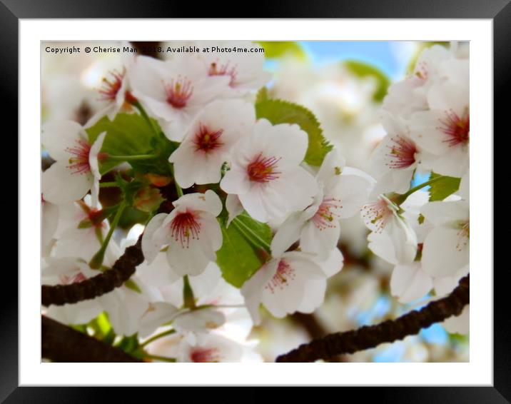 Cherry Blossom Tree Framed Photo Print Framed Mounted Print by Cherise Man