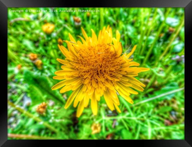 HD yellow dandelion flower framed photo print Framed Print by Cherise Man