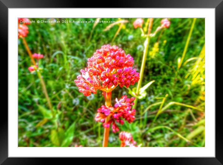 HDR pink perennial flower Framed Mounted Print by Cherise Man