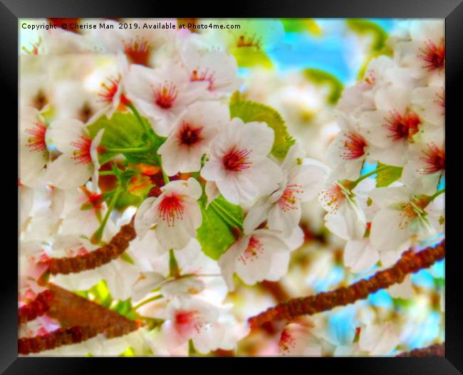 Macro HD flowering cherry blossom tree   Framed Print by Cherise Man