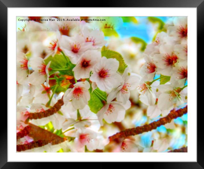 Macro HD flowering cherry blossom tree   Framed Mounted Print by Cherise Man