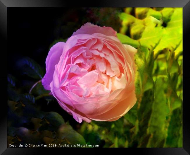 Pink rose flower  Framed Print by Cherise Man