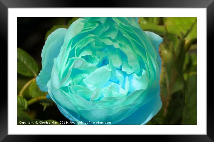 Blue rose flower Framed Mounted Print by Cherise Man