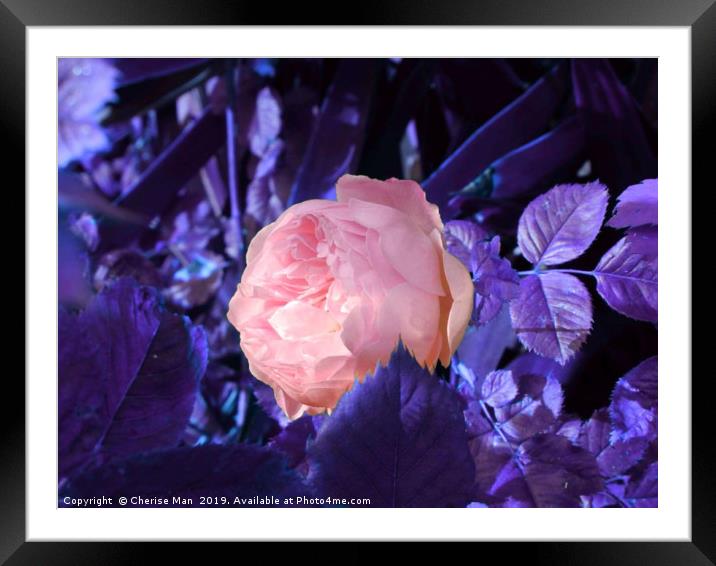A single pink rose flower Framed Mounted Print by Cherise Man