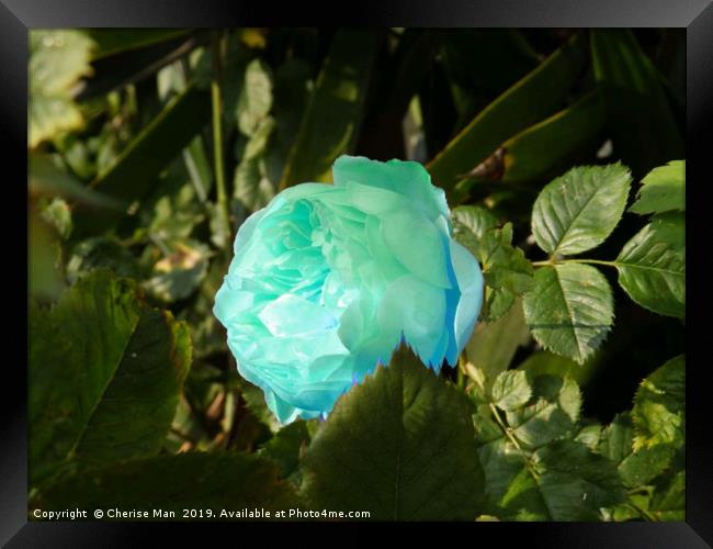 A single blue rose flower Framed Print by Cherise Man