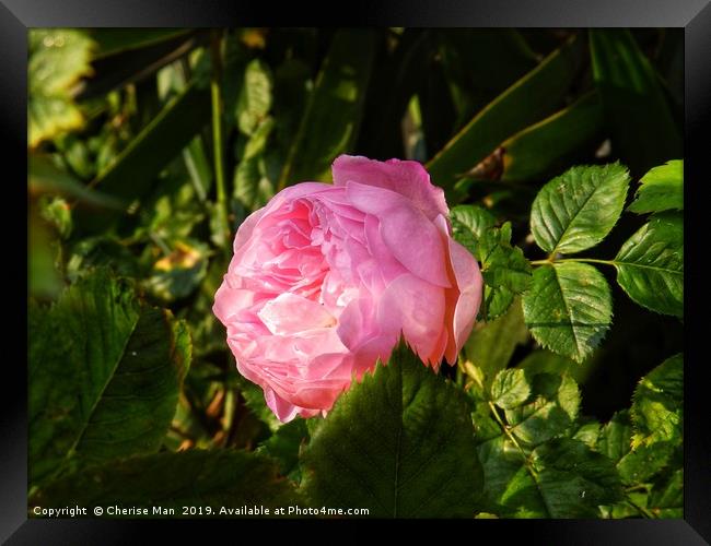 A single pink rose flower Framed Print by Cherise Man