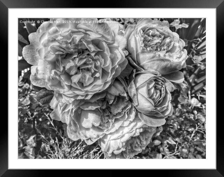 A black and white bouquet of pink rose flowers Framed Mounted Print by Cherise Man