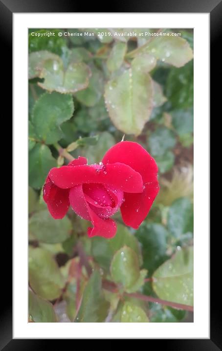 A closed red rose flower Framed Mounted Print by Cherise Man