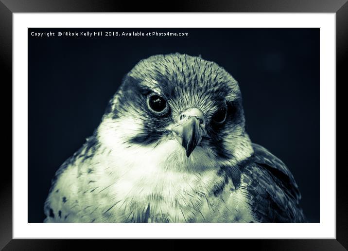 The Grey Hawk Portrait I Framed Mounted Print by NKH10 Photography