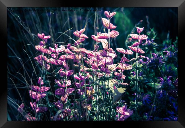 Calluna vulgaris flowers close up	 Framed Print by NKH10 Photography