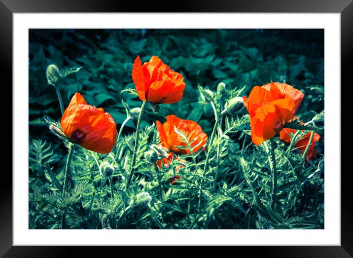 Sunlit Poppy Flowers  Framed Mounted Print by NKH10 Photography