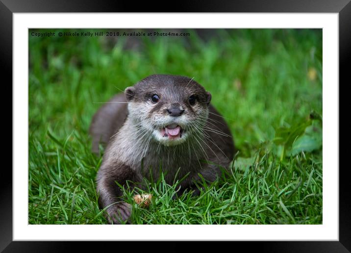 Cute otter laying on the grass Framed Mounted Print by NKH10 Photography