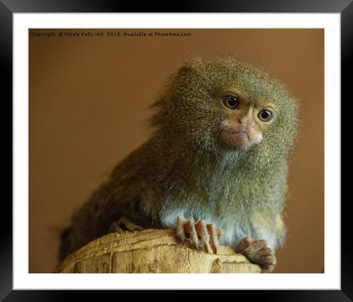 Pygmy Marmoset Portrait Framed Mounted Print by NKH10 Photography