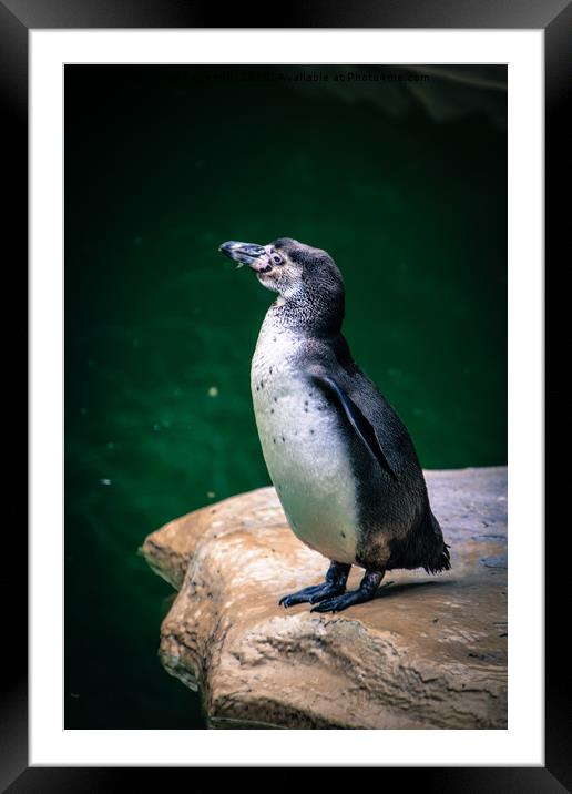 Penguin on the rock Framed Mounted Print by NKH10 Photography