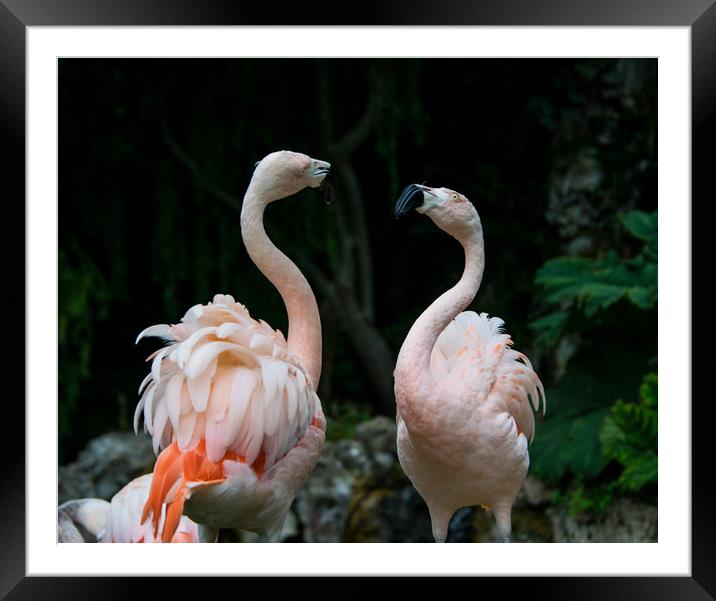Two Flamingos Framed Mounted Print by NKH10 Photography