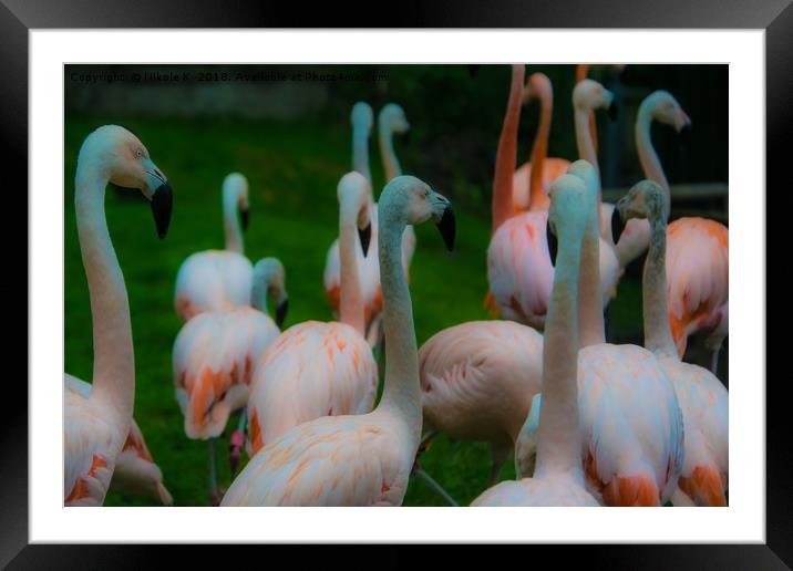Flamingo birds Framed Mounted Print by NKH10 Photography