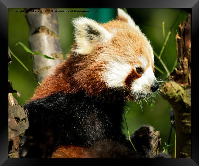 Cute Panda Bear Framed Print by NKH10 Photography