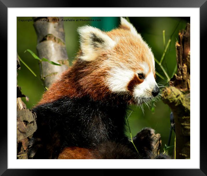 Cute Panda Bear Framed Mounted Print by NKH10 Photography