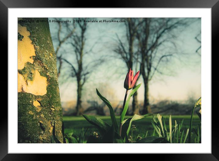 Red tulip in the sunshine Framed Mounted Print by NKH10 Photography