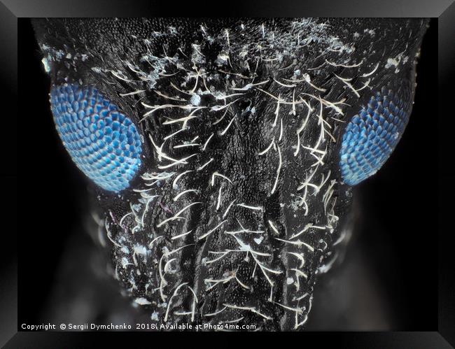 Weevil beetle under microscope Framed Print by Sergii Dymchenko
