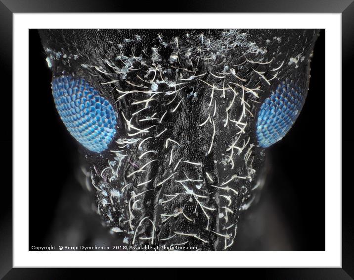 Weevil beetle under microscope Framed Mounted Print by Sergii Dymchenko