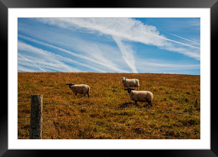 Happy Sheep Framed Mounted Print by Cassi Moghan