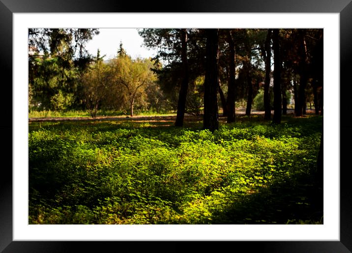 Forest Light Framed Mounted Print by Cassi Moghan