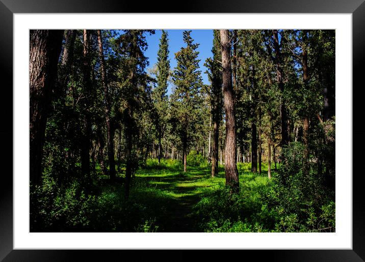 Pine Forest in Spring Framed Mounted Print by Cassi Moghan